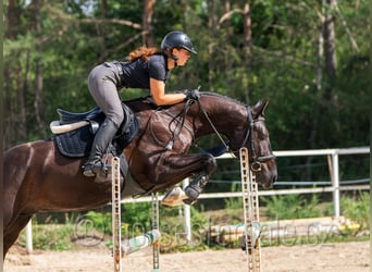 Westfale, Wallach, 4 Jahre, 166 cm, Schwarzbrauner