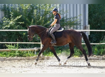 Westfale, Wallach, 4 Jahre, 166 cm, Schwarzbrauner