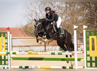 Westfale, Wallach, 4 Jahre, 166 cm, Schwarzbrauner