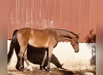 Westfale, Wallach, 4 Jahre, 167 cm, Brauner