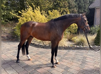 Westfale, Wallach, 4 Jahre, 167 cm, Dunkelbrauner