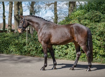 Westfale, Wallach, 4 Jahre, 167 cm, Dunkelbrauner
