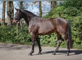 Westfale, Wallach, 4 Jahre, 167 cm, Dunkelbrauner