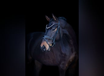 Westfale, Wallach, 4 Jahre, 167 cm, Dunkelbrauner