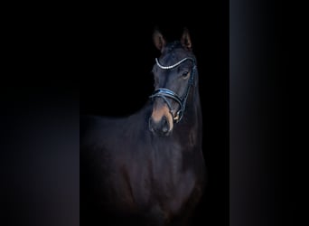 Westfale, Wallach, 4 Jahre, 167 cm, Dunkelbrauner
