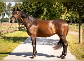 Westfale, Wallach, 4 Jahre, 167 cm, Dunkelbrauner