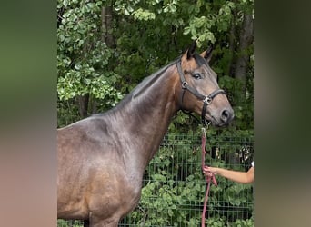 Westfale, Wallach, 4 Jahre, 167 cm, Dunkelbrauner