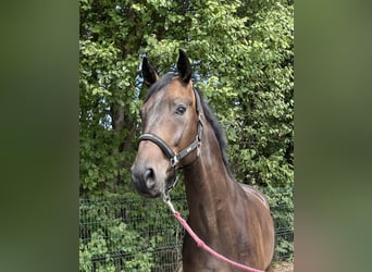 Westfale, Wallach, 4 Jahre, 167 cm, Dunkelbrauner