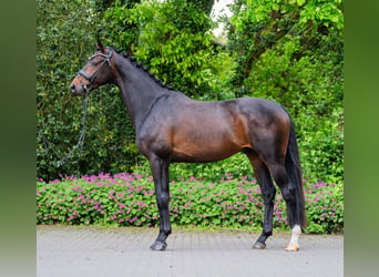 Westfale, Wallach, 4 Jahre, 167 cm, Dunkelbrauner