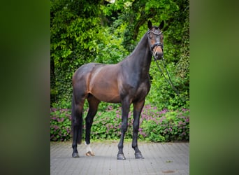 Westfale, Wallach, 4 Jahre, 167 cm, Dunkelbrauner