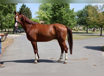 Westfale, Wallach, 4 Jahre, 167 cm, Fuchs