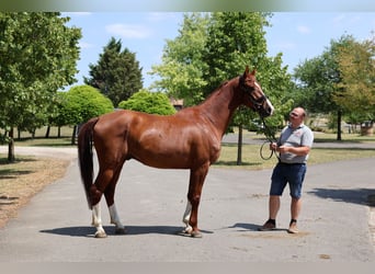 Westfale, Wallach, 4 Jahre, 167 cm, Fuchs