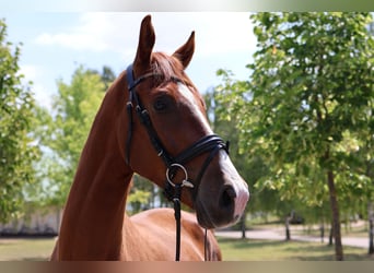 Westfale, Wallach, 4 Jahre, 167 cm, Fuchs