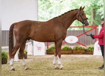 Westfale, Wallach, 4 Jahre, 167 cm, Fuchs