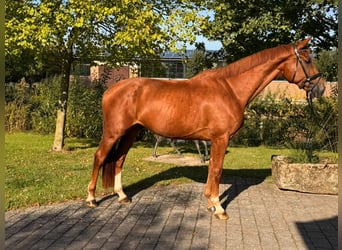 Westfale, Wallach, 4 Jahre, 167 cm, Fuchs
