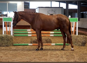 Westfale, Wallach, 4 Jahre, 167 cm, Fuchs