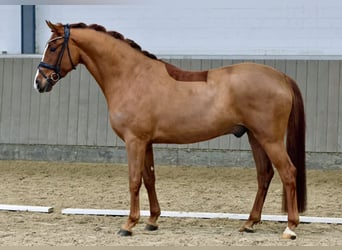 Westfale, Wallach, 4 Jahre, 167 cm, Fuchs