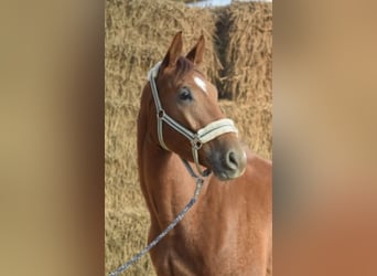 Westfale, Wallach, 4 Jahre, 167 cm, Fuchs
