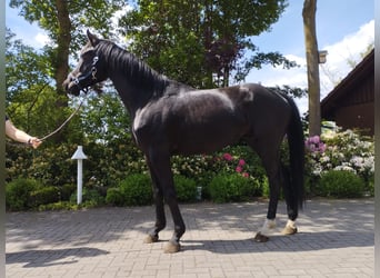 Westfale, Wallach, 4 Jahre, 167 cm, Rappe