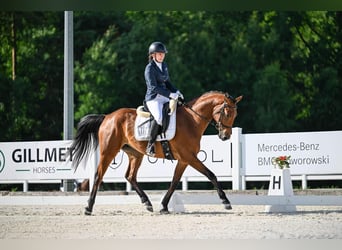 Westfale, Wallach, 4 Jahre, 167 cm, Rotbrauner