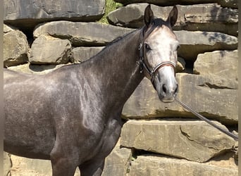 Westfale, Wallach, 4 Jahre, 167 cm, Schimmel