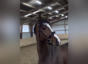 Westfale, Wallach, 4 Jahre, 168 cm, Brauner