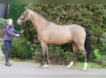 Westfale, Wallach, 4 Jahre, 168 cm, Brauner