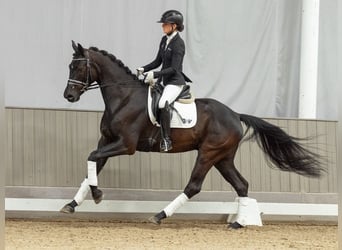 Westfale, Wallach, 4 Jahre, 168 cm, Brauner