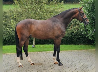 Westfale, Wallach, 4 Jahre, 168 cm, Brauner