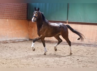 Westfale, Wallach, 4 Jahre, 168 cm, Brauner