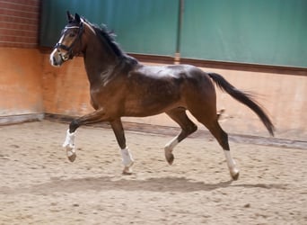 Westfale, Wallach, 4 Jahre, 168 cm, Brauner