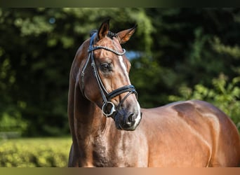 Westfale, Wallach, 4 Jahre, 168 cm, Brauner