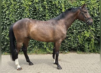 Westfale, Wallach, 4 Jahre, 168 cm, Brauner
