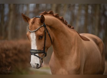 Westfale, Wallach, 4 Jahre, 168 cm