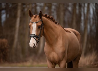 Westfale, Wallach, 4 Jahre, 168 cm