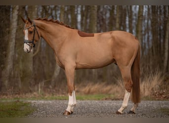 Westfale, Wallach, 4 Jahre, 168 cm