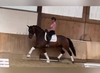 Westfale, Wallach, 4 Jahre, 168 cm, Dunkelbrauner
