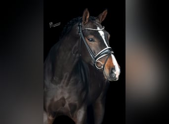 Westfale, Wallach, 4 Jahre, 168 cm, Dunkelbrauner
