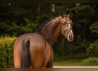 Westfale, Wallach, 4 Jahre, 168 cm, Dunkelbrauner