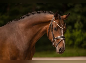 Westfale, Wallach, 4 Jahre, 168 cm, Dunkelbrauner