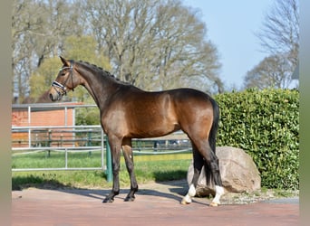 Westfale, Wallach, 4 Jahre, 168 cm, Dunkelbrauner