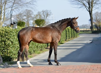 Westfale, Wallach, 4 Jahre, 168 cm, Dunkelbrauner