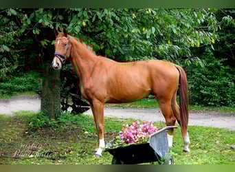 Westfale, Wallach, 4 Jahre, 168 cm, Dunkelfuchs