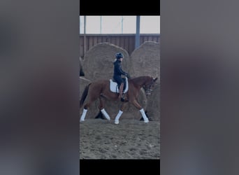 Westfale, Wallach, 4 Jahre, 168 cm, Dunkelfuchs
