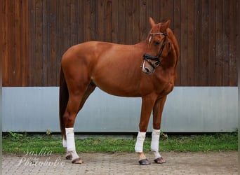 Westfale, Wallach, 4 Jahre, 168 cm, Dunkelfuchs