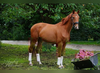Westfale, Wallach, 4 Jahre, 168 cm, Dunkelfuchs