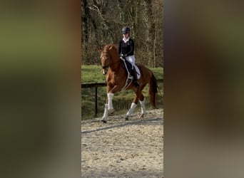 Westfale, Wallach, 4 Jahre, 168 cm, Dunkelfuchs