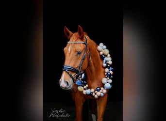 Westfale, Wallach, 4 Jahre, 168 cm, Dunkelfuchs