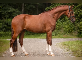 Westfale, Wallach, 4 Jahre, 168 cm, Fuchs