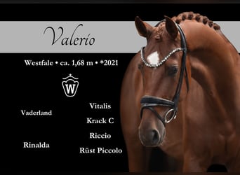 Westfale, Wallach, 4 Jahre, 168 cm, Fuchs